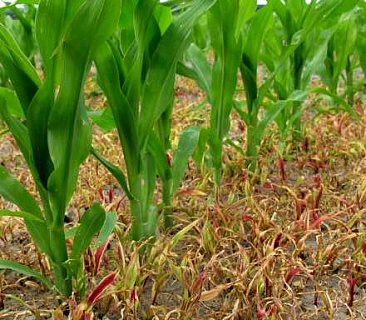 Сорняки и болезни на посевах кукурузы