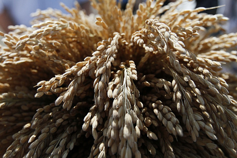 В Краснодарском крае стартовала уборка риса