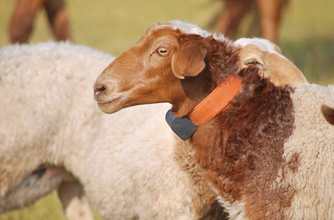 С помощью GPS ФАО отслеживает перемещения животных в Монголии в целях мониторинга инфекционных заболеваний