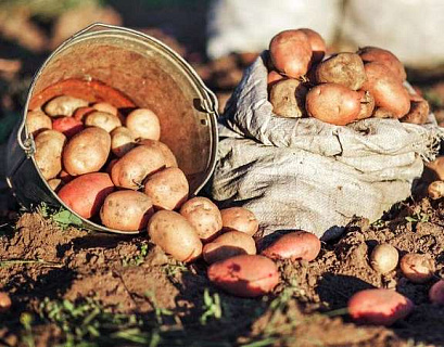 Факторы высоких урожаев картофеля