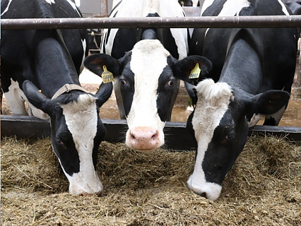 Рост молочного животноводства Удмуртии в 2019 году может составить 5%