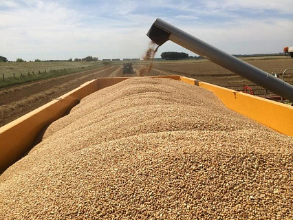 Цены на российскую пшеницу упали до рекордных уровней в текущем сезоне. Эксперты ждут их роста в перспективе на 20%