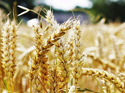 СовЭкон понижает прогноз производства и экспорта. Вывоз пшеницы из России упадет на 4 млн т.